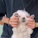 해달치킨 이미지