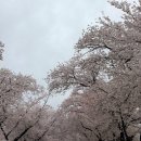 수도산식당 | [공지] 2026 경주 벚꽃축제 후기｜대릉원 돌담길 개화상황, 주차, 코스 정리 ⭕