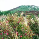 마중오름 이미지