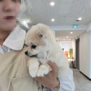 대구애견미용학원 포메 배내미용 후기, 5개월 아기 제리의 생애 첫 물개컷 가위컷 변신!