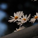 담장너머 이미지