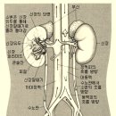 신장에 좋은 음식과 운동 이미지