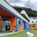 어서오시개냥 애견펜션 이미지