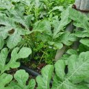 복이네 농장 이미지