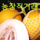 성산메론 양구메론 다음주 마무리 특가 택포 3만원 이미지