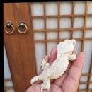 오리엔탈게코대구 | [대구파충류샵 오리엔탈게코] 크레스티드게코부터 피그미다람쥐까지, 입양 고민 끝✨