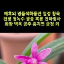 매혹의 명품색화풍란 열정 황옥 천정 청녹수 광풍 흑룡 천하장사 화왕 벽옥 공주 홍지연 금정 외 #shorts 이미지
