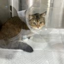 펫웨이브 동물의료센터 이미지