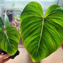 플랜테리어 홈가드닝 이미지