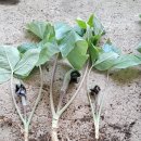 큰천남성/ 산백작약 판매. (선착순 5명 덤으로 쪽두리풀 20촉) 마감 이미지