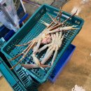 노량진수산시장 여수상회 대게 후기