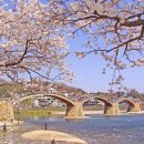 이교안경
