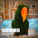 주식회사 테이블에이 고양이카페 | 홍대 놀거리 추천, 홍대 이색 데이트 실내 동물원 테이블에이 홍대점 고양이카페 후기