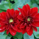 달달리아 이미지