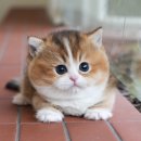 진주강아지분양 고양이분양 미유펫 | 시흥강아지분양 고양이분양 미유펫 후기