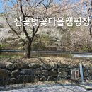 충청/금산 벚꽃 캠핑 산꽃벚꽃마을오토캠핑장,보곡산골산벚꽃축제