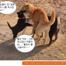 깜댕이 이미지