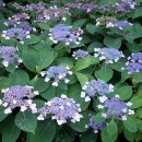 청원스크랩 이미지