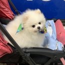 뚜리바분식 이미지