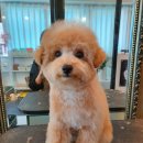 라니네 애견샵 이미지