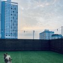 댕댕학당 이미지