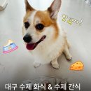 저거야 딜리버리 | [반려견 수제간식] ‘링고네 식탁’ 강형욱이 극찬한 화식&amp;수제 육포! 솔직후기🍡🐶