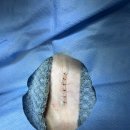 선부중앙동물의료센터 이미지