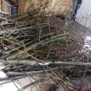 자연산약초마을 이미지