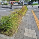 중유초등학교 | [광주·전남예초제초전문업체]광주·전남 지역 공공기관 예초·제초 관리 이렇게 합니다