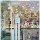 나나펫 | 용인애견미용 우리 하양이 미용하고 왔어요 :)