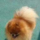 골든힐폼 이미지