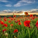 꽃이있는풍경 이미지