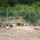 청계농장 이미지