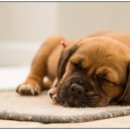 강아지 미용 이미지