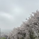 (주)웰빙투어 | 서산 벚꽃 투어🌸 서산 한우목장길, 개심사, 한서대 앞 벚꽃길 (진짜 이번주가 마지막일 거에요 4/11 현황)
