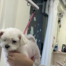 송탄애견미용 숲속댕댕이 재방문 후기