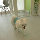 메모리펫살롱 네이버블로그