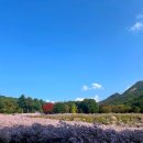 [경북 문경] “문희농원” 개미취 꽃밭 명소🌸