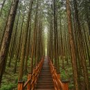 편백산림욕장 진입로 이미지