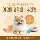 (단기)반려동물미용사(자격증)_주말 | 수원 팔달구 애견미용학원 주말에도 가능한 곳 추천드립니다!