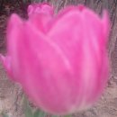 시지에이치 이미지