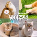 고양이 주택 | 관악구 봉천동 데이트 코스 추천 아담한 고양이 카페 냥이주택 후기