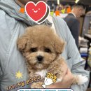 야옹아 멍멍해봐 계림점 이미지