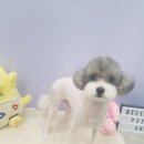 바비 애견샵 이미지