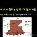 벌목 방법 이미지