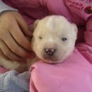 하룻강아지 이미지