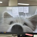 오락조아 이미지