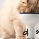 도자기 마음챙김 | 꿈돌이의디자인 고양이물그릇으로 음수량 늘린 리얼후기