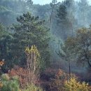 멜란지(melange) 이미지