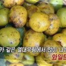 와이드와일드 이미지